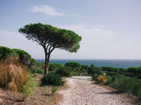 Rocky coastal trail winding through umbrella-shaped pine trees